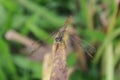 Dragonfly grass Royalty Free Stock Photo