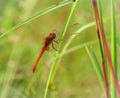 Dragonfly on Grass Royalty Free Stock Photo
