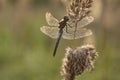 Dragonfly on the grass in the sunset on an autumn evening Royalty Free Stock Photo