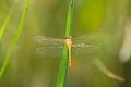 Dragonfly on grass yarn closeup view with selective focus on foreground Royalty Free Stock Photo