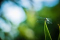 Dragonfly grasshopper leaves with green background blurred