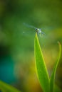 Dragonfly grasshopper leaves with green background blurred