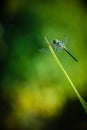 Dragonfly grasshopper leaves with green background blurred