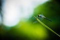 Dragonfly grasshopper leaves with green background blurred