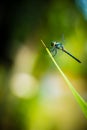 Dragonfly grasshopper leaves with green background blurred