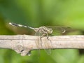 A Dragonfly with Green Background