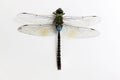 Dragonfly green and black Royalty Free Stock Photo