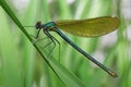 Dragonfly on a green grass Royalty Free Stock Photo