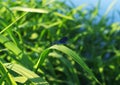 Dragonfly on a green grass against water Royalty Free Stock Photo