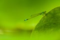 Dragonfly on green lotus leaf