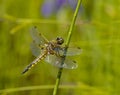 Dragonfly on a green stalk Royalty Free Stock Photo