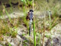 Dragonfly on a green stalk in the garden Royalty Free Stock Photo