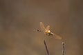 Dragonfly green tail orange wings flying