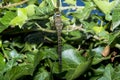 Dragonfly on green vegitation in a garden