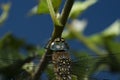 Dragonfly on green vegitation in a garden