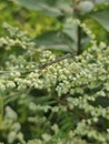 Dragonfly green white flower plant