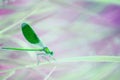 Dragonfly with green wings close-up on the stems of grass by the river. Natural beautiful summer, spring background. Macro. Royalty Free Stock Photo