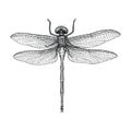 Dragonfly hand drawing vintage engraving illustration Royalty Free Stock Photo