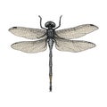 Dragonfly hand drawing vintage engraving illustration Royalty Free Stock Photo