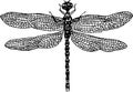 Dragonfly hand illustration Royalty Free Stock Photo