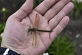 Dragonfly in hand. A large dragonfly. A predatory insect Royalty Free Stock Photo