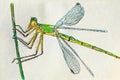 Dragonfly handmade illustration. Dragonfly drawing in color pencils on a white background. Illustration for decor.