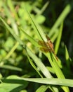 Dragonfly hanging on grass leaf in garden Royalty Free Stock Photo