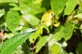 dragonfly hanging on leaf in forest Royalty Free Stock Photo