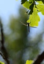 A dragonfly hanging on oak leaf Royalty Free Stock Photo
