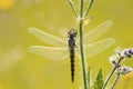 dragonfly hanging on to grass, is widely spread its wings Royalty Free Stock Photo