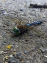 The dragonfly has a rich blue striped color, large, round, bright eyes and large transparent wings. Royalty Free Stock Photo