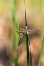 Dragonfly, hatching dragonfly that sticks to the stalks of green reeds. Beautiful bokeh in the background