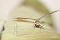 Dragonfly head close-up on a light background Royalty Free Stock Photo