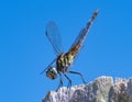 dragonfly Head Close-up