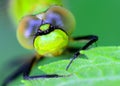 Dragonfly Head