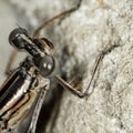 Dragonfly head  macro Royalty Free Stock Photo