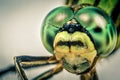 Dragonfly head in macro taken with extension tube lens 55-250mm, in macro