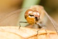 Dragonfly Head Portrait