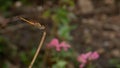 Dragonfly held on the tree branch