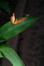 Dragonfly with Heliconia Psittacorum Royalty Free Stock Photo