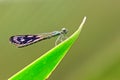 Dragonfly, Heliocypha perforata & H. biforata Royalty Free Stock Photo