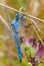 Dragonfly hidden in the grass holds up a stalk Royalty Free Stock Photo