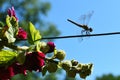 Dragonfly by Hollyhocks Royalty Free Stock Photo