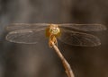 A Dragonfly in a horizontal pose