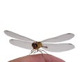 Dragonfly on human`s finger. Royalty Free Stock Photo