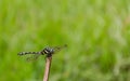 Dragonfly Ictinogomphus decoratus melaenopsperched on dry twig