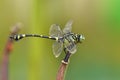 Dragonfly(Ictinogomphus rapax)