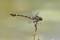 Dragonfly(Ictinogomphus rapax)