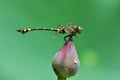 Dragonfly(Ictinogomphus rapax)