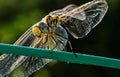 A Dragonfly